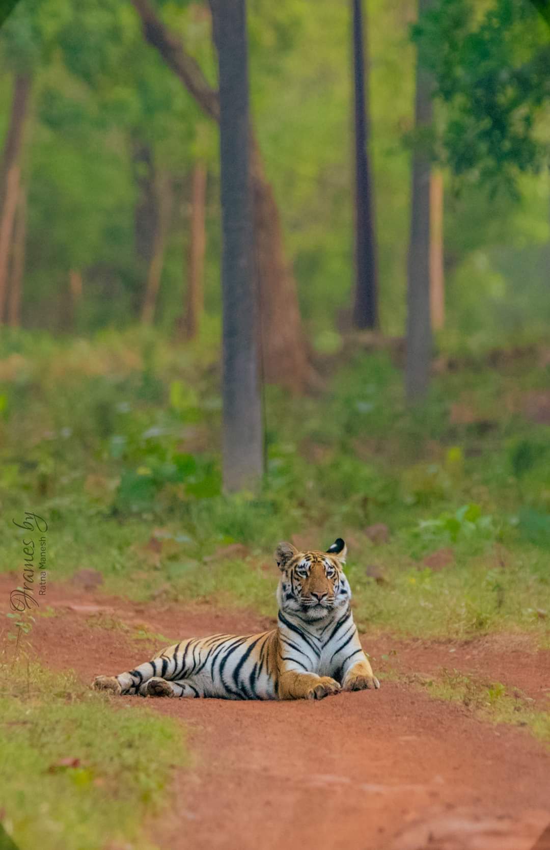 Shashikant wadhai